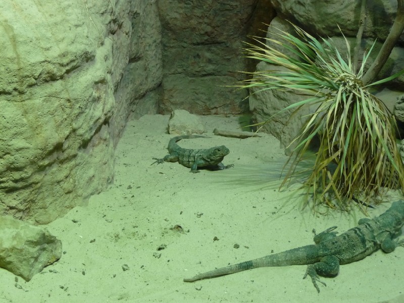 Iguanas 2.JPG